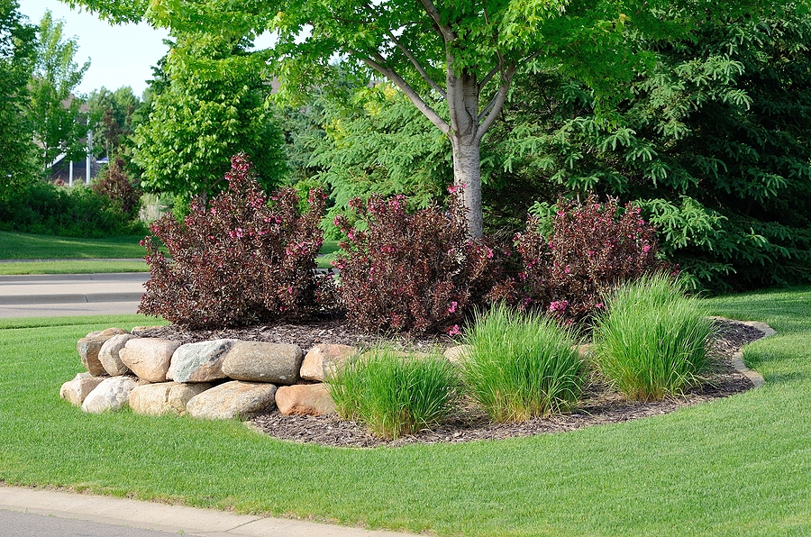 Lawn Disease Control and Perimeter Pest Solutions That Work