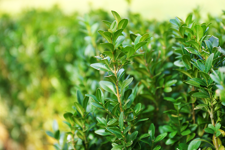 Boxwood Shrub with Pest Control Services near Cottleville MO