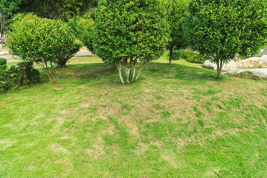 Lawn Disease Control Services in Cottleville MO