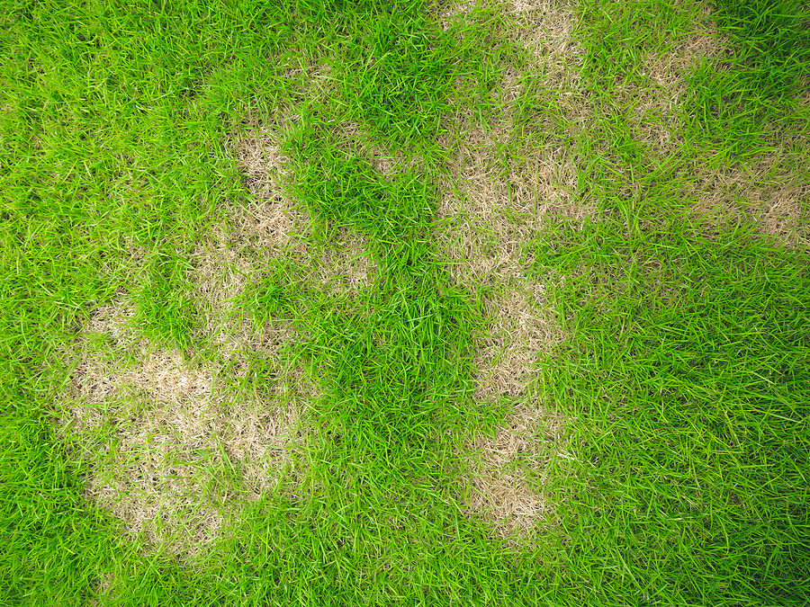 Lawn with Disease that needs Treatment